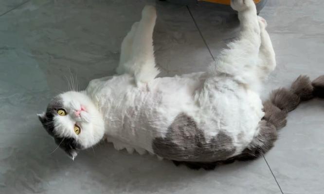 猫剃毛后多久能长出来？（揭秘猫剃毛新鲜事——为什么剃毛的猫毛会再生？）