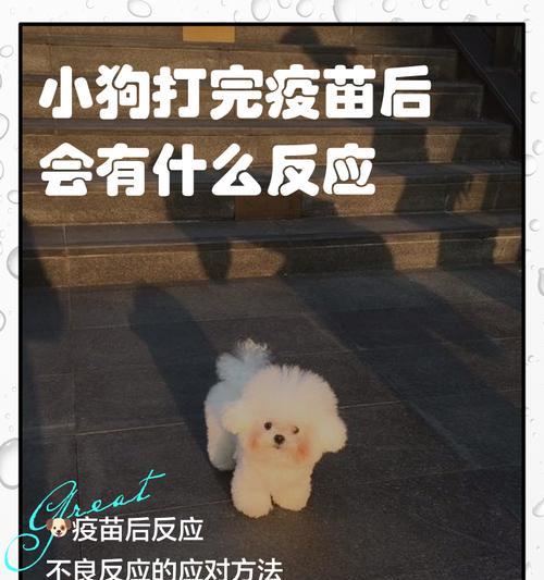 狗狗疫苗反应（保护毛孩，做好疫苗接种的必备知识）
