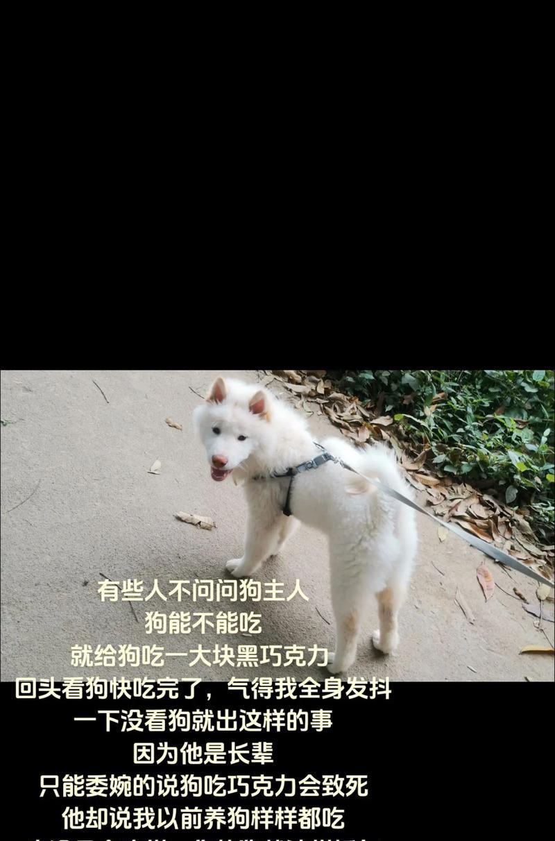 狗狗吃巧克力多久会中毒？（狗狗巧克力中毒的严重性及预防措施）