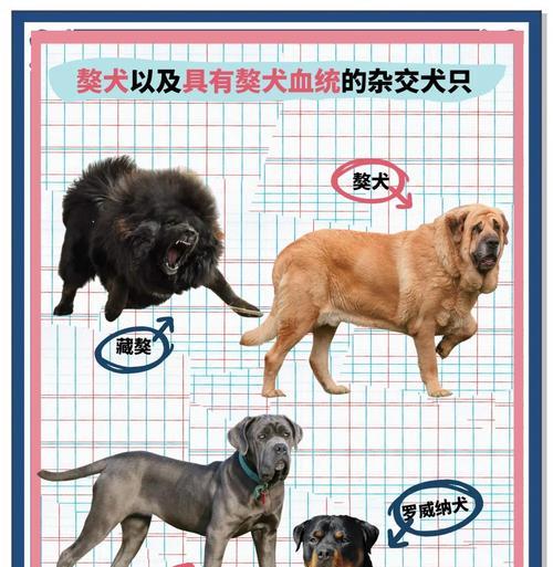 解读国内禁养狗狗黑名单，哪种犬种最适合你养？（德牧上榜，探索其他可养犬种）