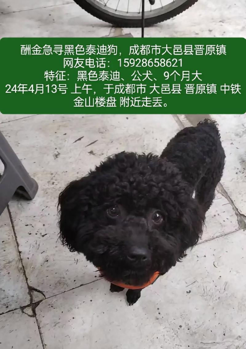 黑色宠物世界的珍珠——全黑狗品种解析（探秘全黑狗品种的神秘魅力，从美丽到性格再到健康，一网打尽！）