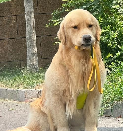 四个月金毛每天溜多久最合适？（狗狗运动量的管理及注意事项）