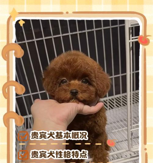 贵宾狗断尾的最佳时机（狗主人需了解的关于贵宾狗断尾的重要事项）