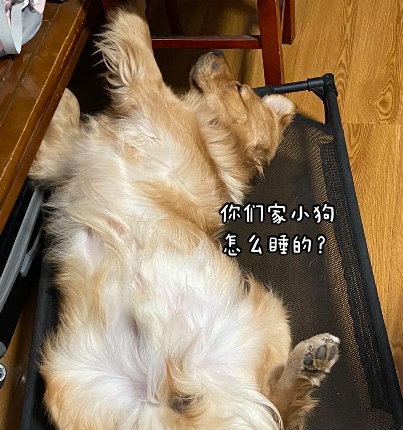 四个月狗狗明天睡多久？（揭秘四个月狗狗的睡眠需求量及养护要点）