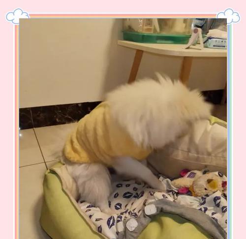 狗配种后多久肚子变大？（了解狗配种后的生理变化及肚子变大的时间节点）
