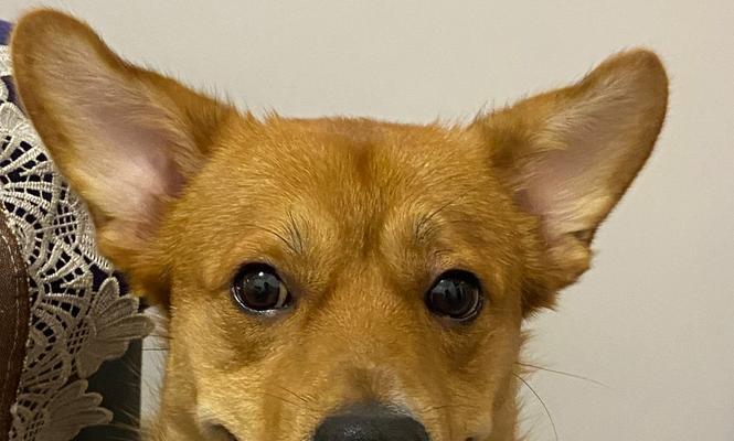 探秘大耳朵犬的世界（以大耳朵犬为主的狗类品种及其特点）