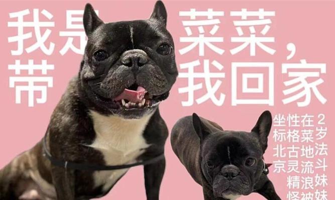从法斗回来后多久换粮合适？（了解法斗回家后的饮食调整时间）