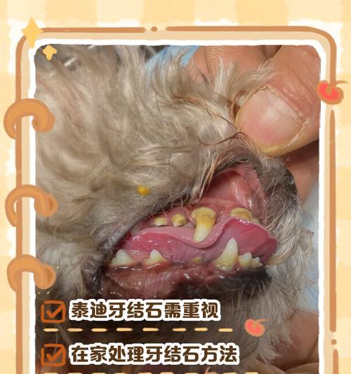 探秘泰迪犬长牙齿的时间（了解泰迪犬生长牙齿的关键时期及注意事项）