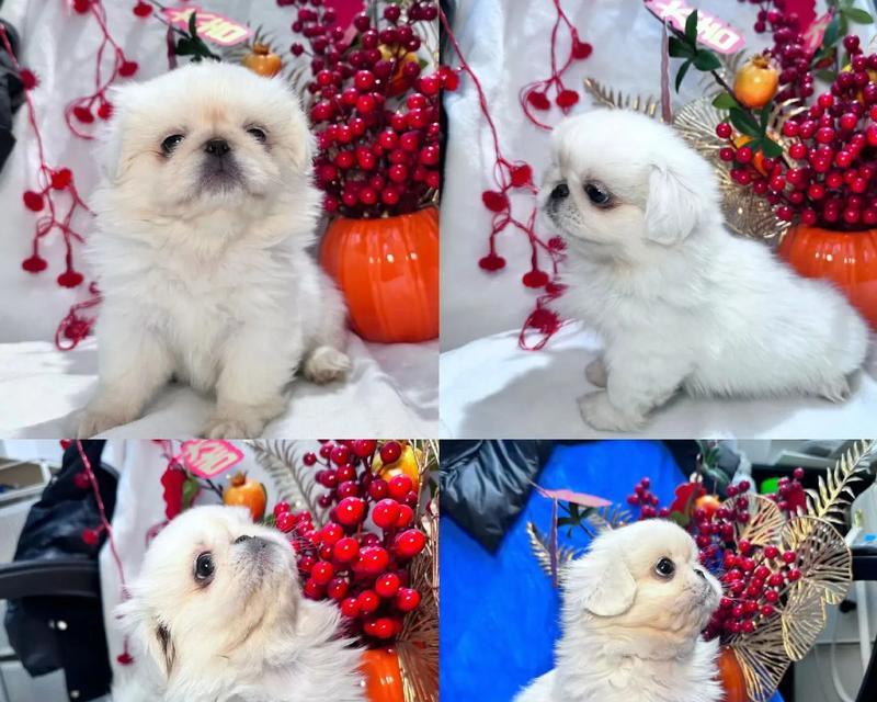 京巴犬狗粮选择指南（为你的京巴犬选择最适合的狗粮）