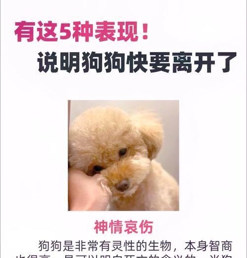 狗狗的离去（了解你的责任和选择，让爱永存）