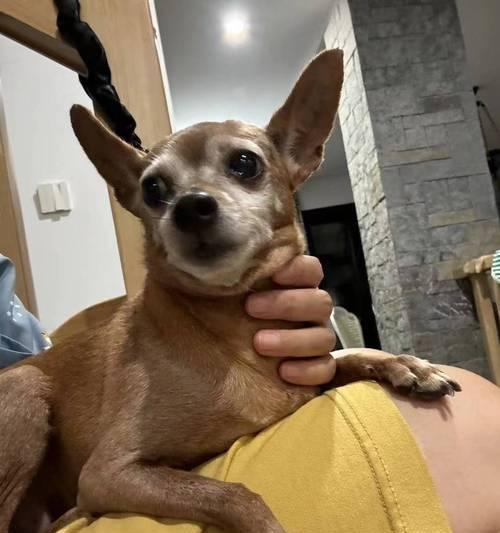 小鹿犬常见疾病大揭秘（探秘小鹿犬易患疾病，为您守护爱宠健康）