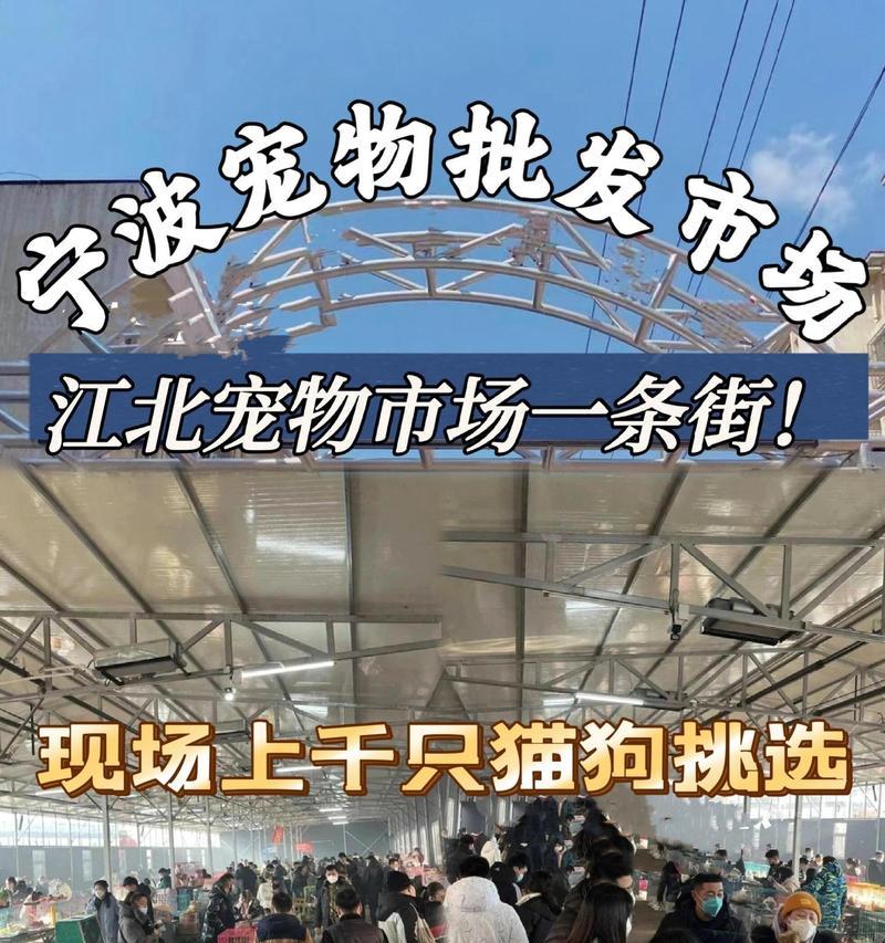 宁波宠物玩乐指南（探索宁波，为您的宠物带来无尽乐趣）