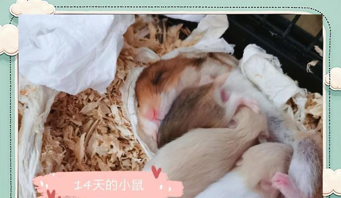 小仓鼠的繁殖周期与生育能力（探究小仓鼠生育周期及其影响因素）