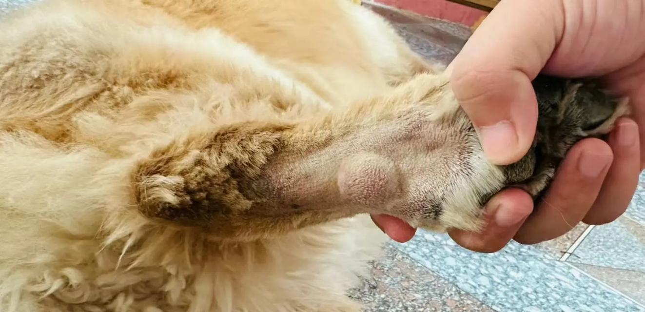 狗狗唾液囊肿（探究狗狗唾液囊肿形成的原因，了解症状以及有效的治疗方法）
