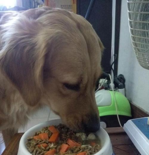 金毛的饮食禁忌与注意事项（了解金毛宠物的饮食需求，合理搭配食物，让它健康快乐生活）