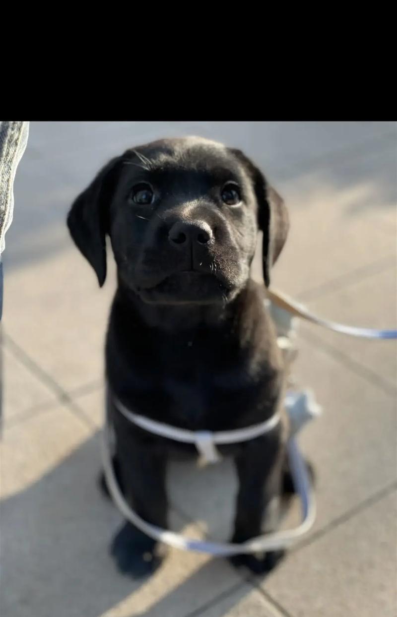 拉布拉多幼犬散步的适宜时长与注意事项（拉布拉多幼犬散步时间多久合适？如何科学规划？）