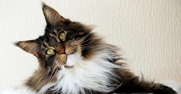 温柔善良的猫咪（探索不同猫品种的温柔本质）