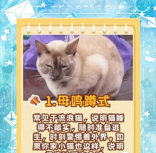 猫主子的睡姿揭示了你在它心里的地位（通过观察猫咪的睡姿，你可以了解它对你的情感）