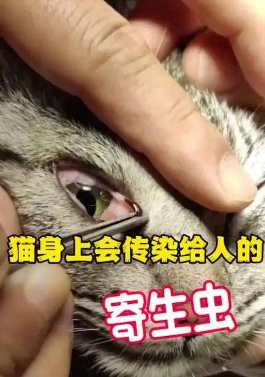 猫为什么要吃草？——探究其排寄生虫本能（了解猫咪吃草的原因，维护它们的健康）
