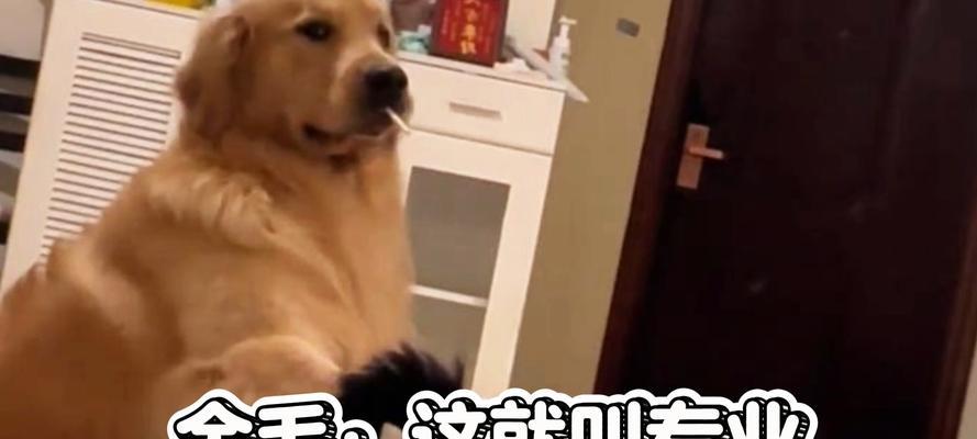 金毛缺钙该如何恢复？（缺钙的金毛，如何补充营养并加快康复？）