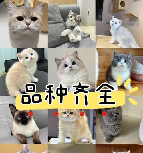 扬州的犬舍风光无限（探寻扬州市内多样化犬舍，发现无尽的乐趣与关怀）