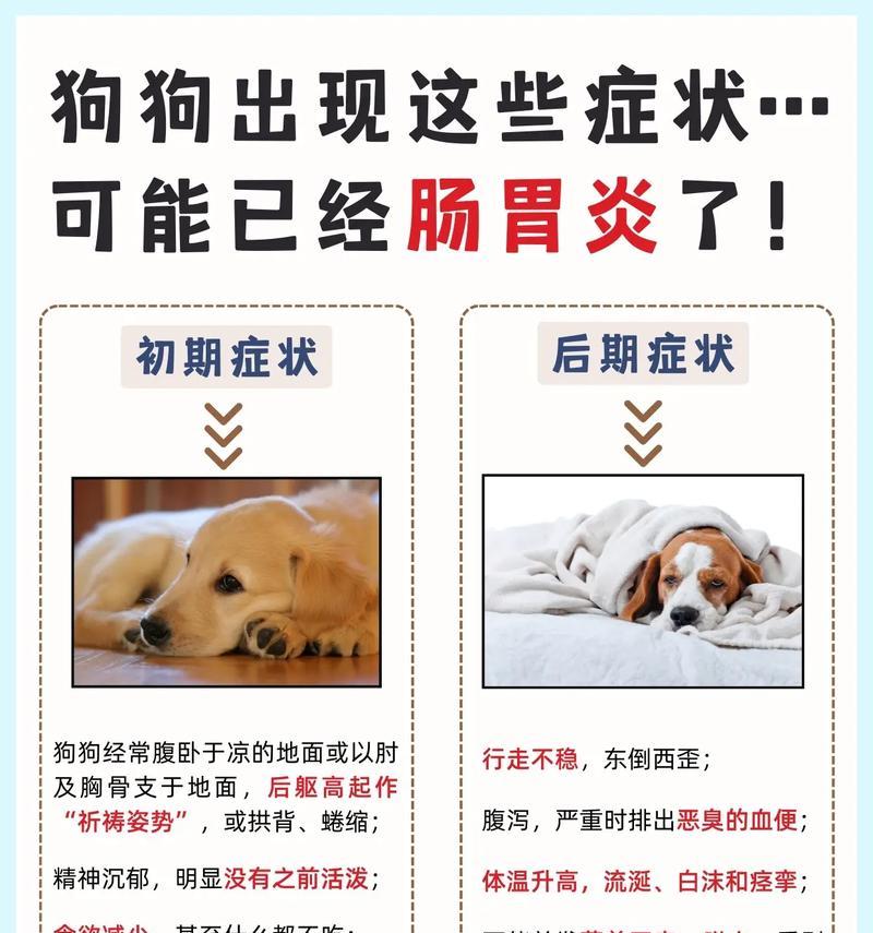 探讨博美肠胃炎的治愈时间及关键因素（博美肠胃炎治疗周期和关键要素解析）