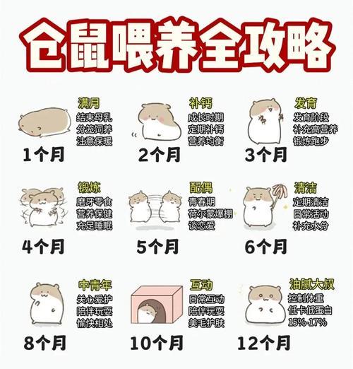 没有食物，仓鼠能活多久？（揭秘仓鼠的饮食需求与生命力）