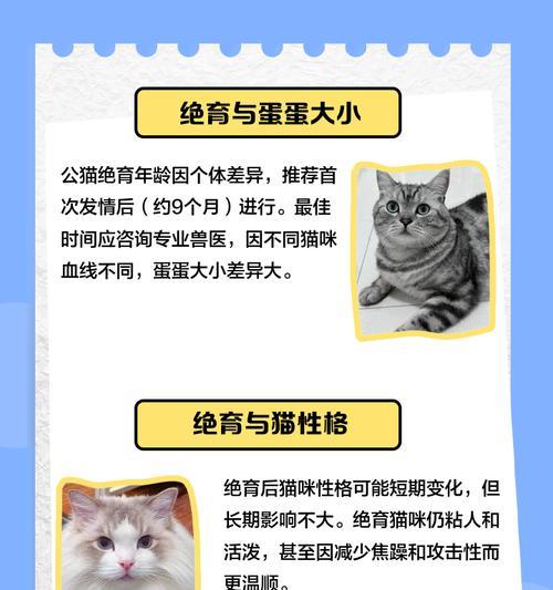 英短公猫交配间隔多久？（探究英短公猫交配的最佳间隔时间）