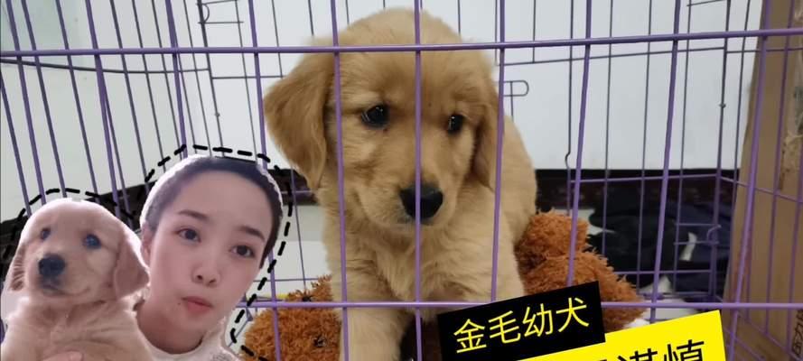 揭秘挑选健康金毛的6大秘诀（如何判断金毛的纯度和健康状况，从而选择理想的新伴侣）