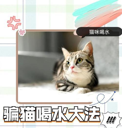 猫咪喝水的重要性及喝水量的判断方法（猫咪每天应该喝多少水？如何判断猫咪是否缺水？）