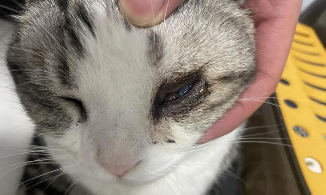 治疗猫眼睛又肿又流脓要多久才好的方法（猫眼疾病的临床表现及治疗进展）