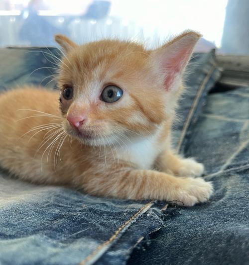 母猫多久没有奶？（了解猫妈妈哺乳期的重要性及常见情况）
