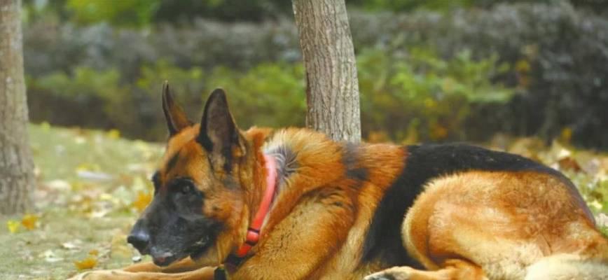 军犬（揭秘军犬的品种和卓越贡献）