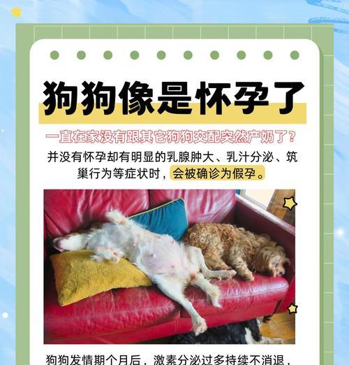 狗狗的怀孕周期及相关知识（探索狗狗怀孕周期的奥秘，了解与狗狗配种时长相关的重要因素）