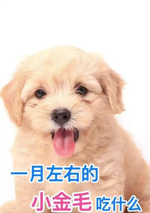 金毛幼犬的健康饮食之道（合理搭配饮食，助幼犬健康成长）