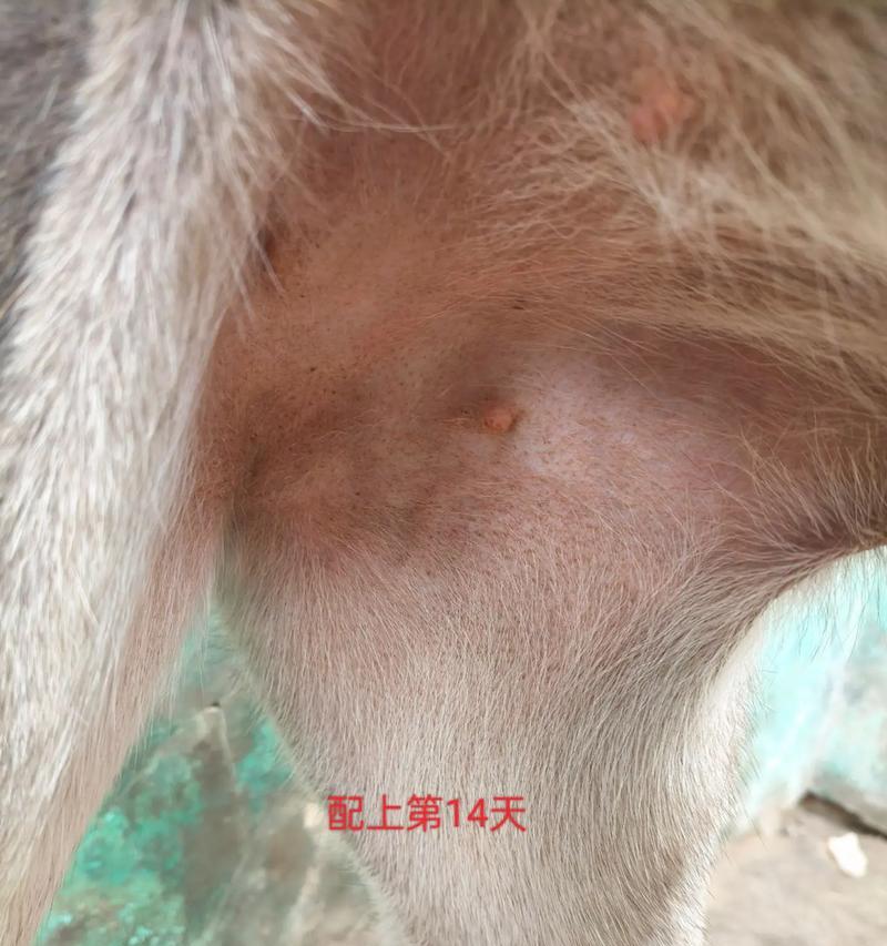 母狗配种后多久怀孕（母狗怀孕周期和注意事项）