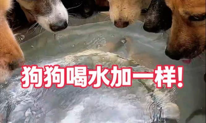 幼犬喝水的时间和水温有规律吗？（幼犬喝温水还是凉水更好？）