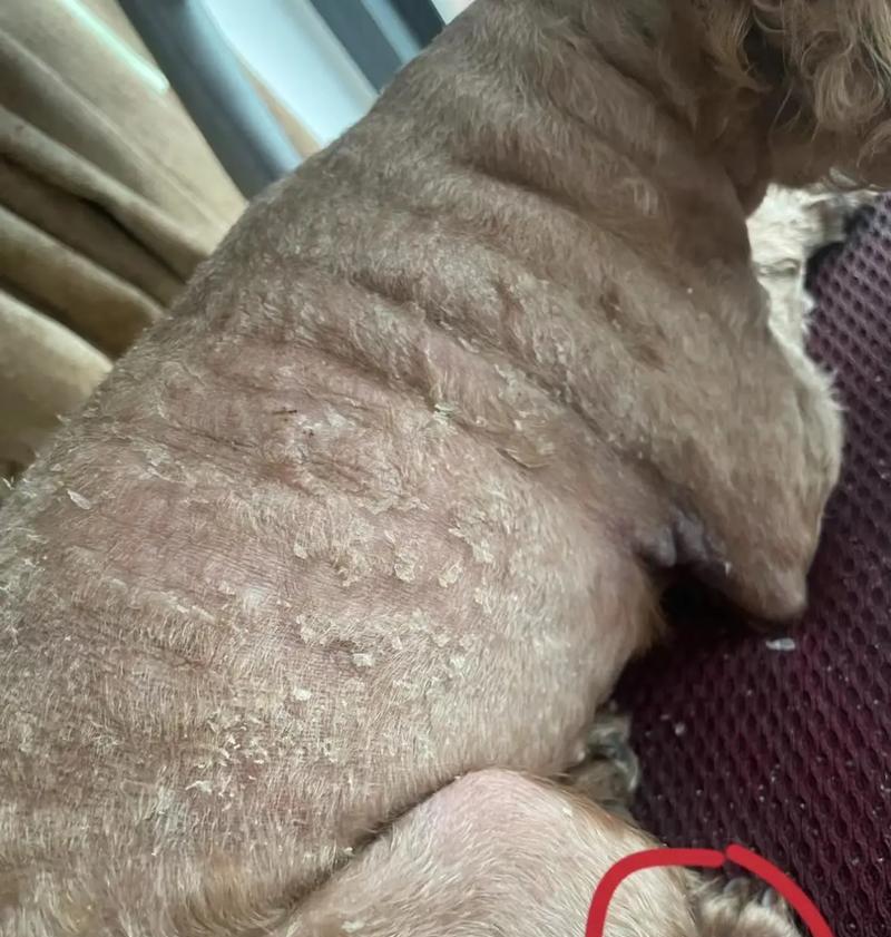 狗的常见皮肤病及预防措施（揭秘狗狗皮肤病的成因与防治方法）