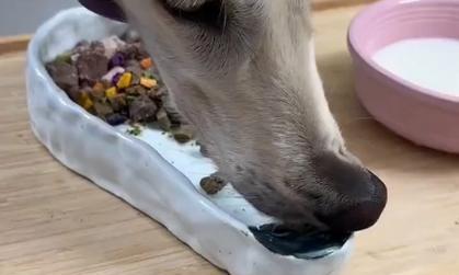 狗狗运动后多久吃饭？（探讨狗狗运动与进食之间的最佳时间间隔）
