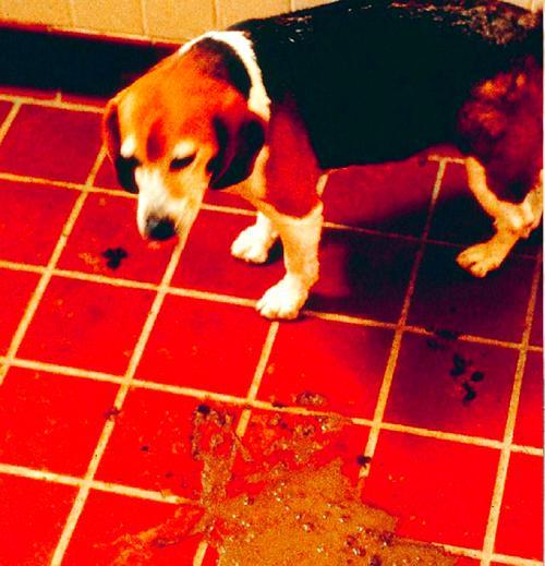 犬细小病毒和犬冠状病毒的测试-保护你的爱犬健康（了解症状，及时检测，预防疾病扩散）