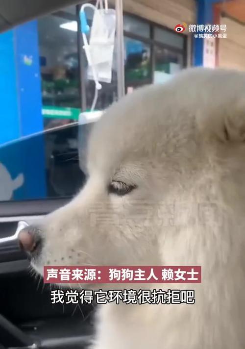 狗在车里待多久算合适？（探讨狗留在车内的最佳时间和安全措施）