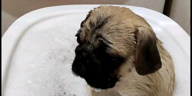 如何正确给巴哥犬洗澡？（注意事项及洗澡步骤）