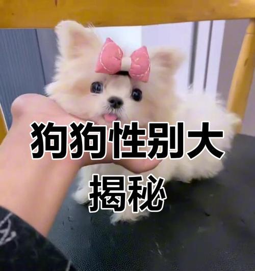 如何辨别新生小狗的性别（技巧分享，轻松识别小狗男女）