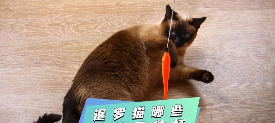 呵护你的猫咪，哪些部位不能打？（宠物猫咪的健康保护，了解这些关键部位）