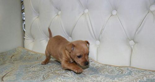 揭秘养宠小鹿犬的骗局（以忽悠我养小鹿犬的人，你出来，我保证不打你）