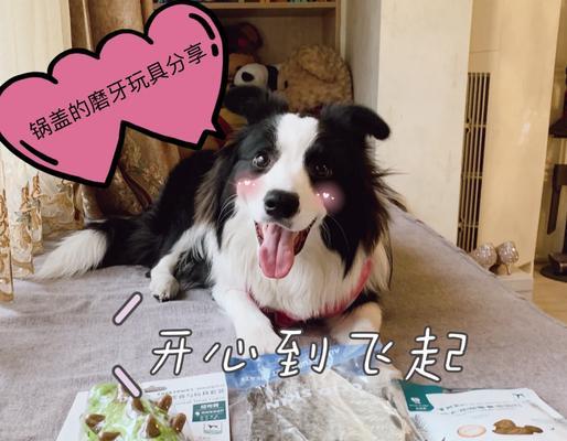 狗狗的牙齿保健（为什么狗狗需要磨牙？多久磨一次最适宜？）