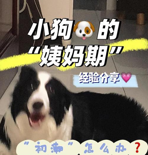 狗的例假周期及相关注意事项（了解狗的生理周期，关爱宠物健康）