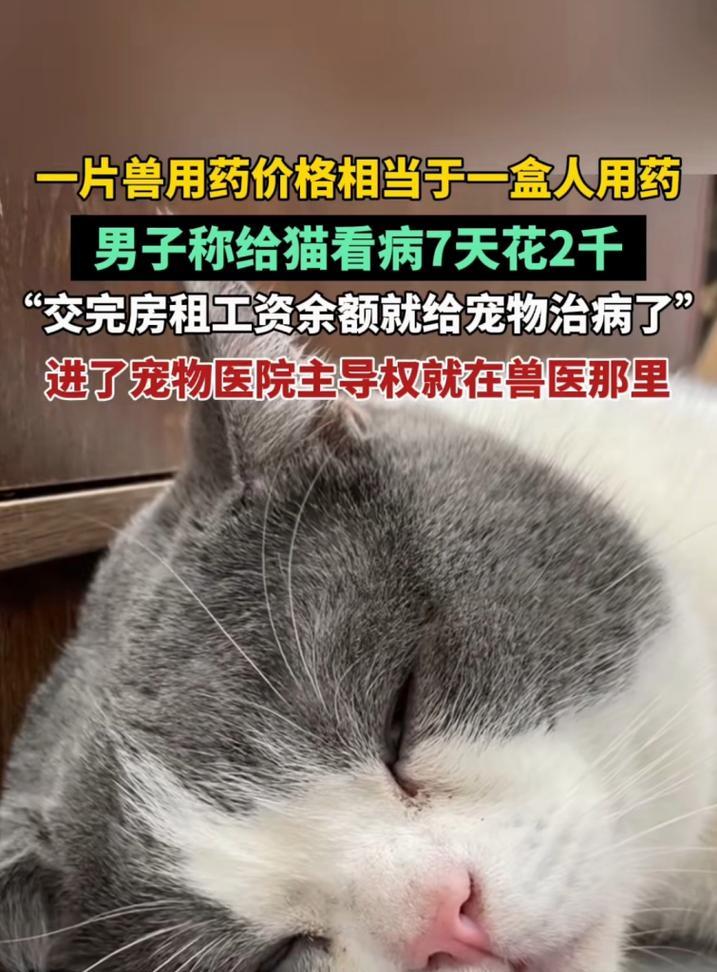 为什么给猫咪看病那么贵？（探究猫咪看病费用高昂的5个主要原因）