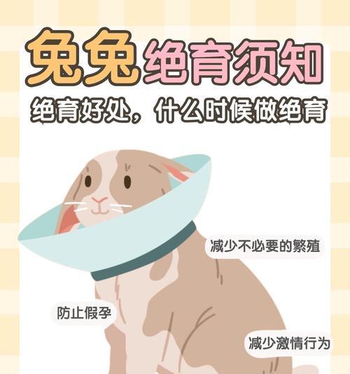 公兔子绝育后恢复期长短及注意事项（公兔子绝育后恢复需要多长时间？细心照料让兔子更快康复）