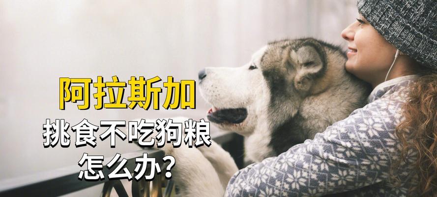 成年阿拉斯加一天喂几顿才最合适？（探讨成年阿拉斯加犬的合适喂食频率，帮助您做出明智的喂养选择）